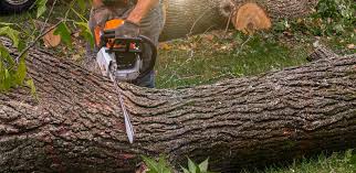 How Our Tree Care Process Works  in  Batavia, NY